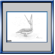Pelikan