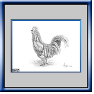 Rooster